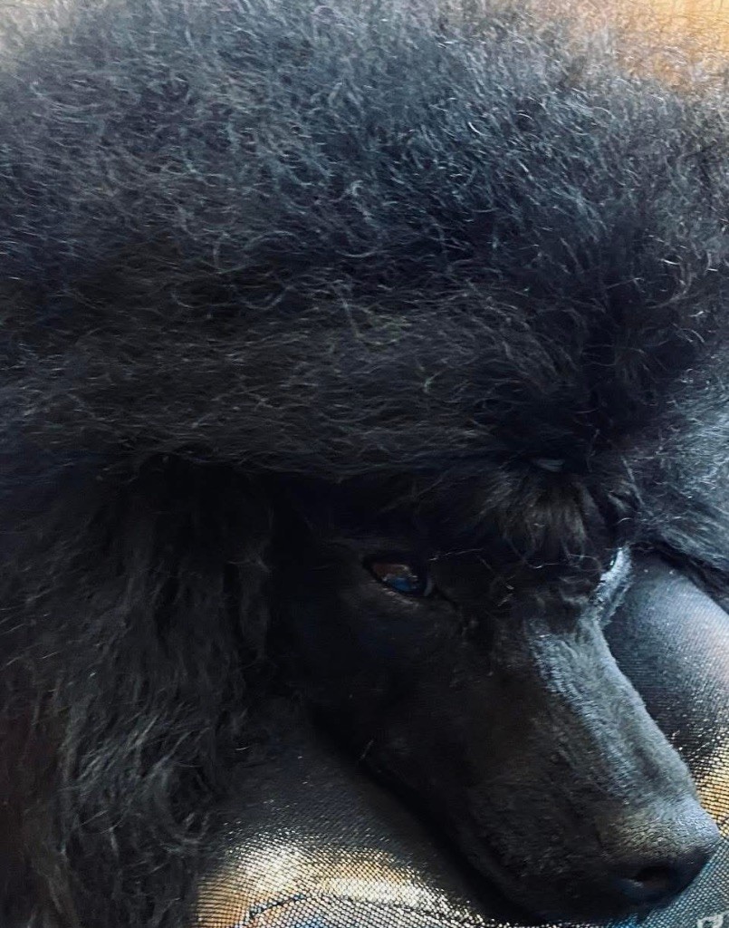 CH. Tayla Du Domaine De La Vallée Heureuse